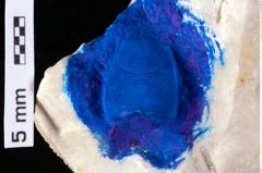 Foto (Detailansicht) von Galatheites aiola n. sp. (Robins, Feldmann, Schweitzer & Bonde, 2016) (NHMW-GEO-1990-0041-0486)